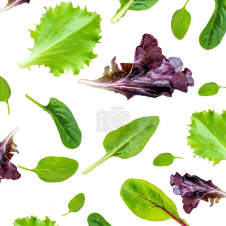 Colección de hojas de ensalada. Mezcla de ensalada con rúcula, frisee, radicchio, lechuga Aislado sobre fondo blanco