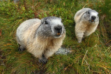 Téléchargez les photos : Marmotte sauvage dans l'habitat naturel des Alpes - en image libre de droit