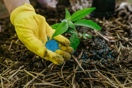 The gardener transplants seedlings from a flower pot into the ground. Adding fertilizer when planting.