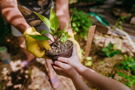 Primer plano de niña dando planta en maceta a adulto para plantar en el jardín