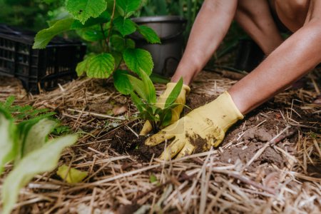 El jardinero trasplanta plántulas de una maceta al suelo