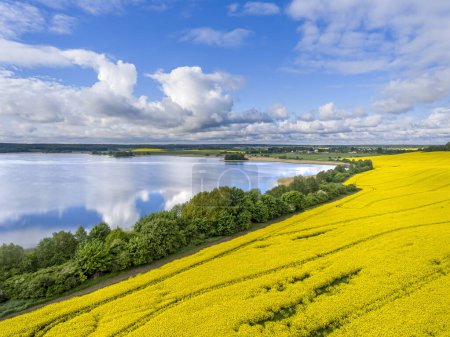 Campos de colza y lago Klebarskie, Biedwko cerca de Klebark Wielki y Olsztyn Warmia y Masuria, Polonia, Europa Campos de colza y lago Klebarskie, Biedwko cerca de Klebark Wielki y Olsztyn Warmia y Masuria, Polonia, Europa