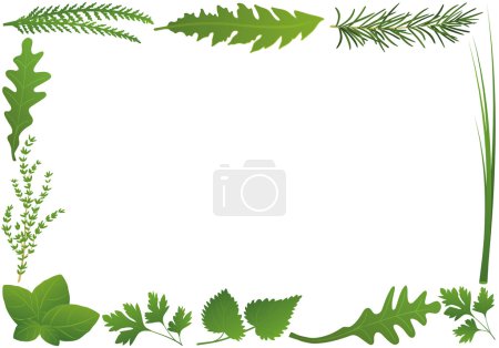 Téléchargez les illustrations : Herbes culinaires formant un cadre horizontal. Illustration vectorielle isolée sur fond blanc
. - en licence libre de droit