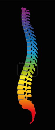 Ilustración de Espina dorsal - columna vertebral humana de color gradiente de arco iris, como símbolo de vértebras sanas. Ilustración sobre fondo negro
. - Imagen libre de derechos