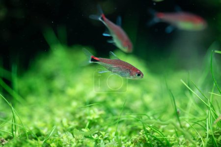 Tetra de rubí (Axelrodia riesei) en tanque de plantas acuáticas Tetra de rubí (Axelrodia riesei) en tanque de plantas acuáticas