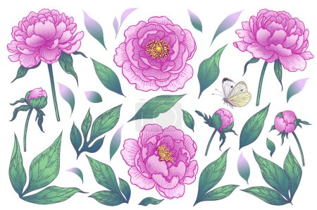 Illustration for Blooming peony flowers heads, buds and leaves isolated on white background. Summer set. Vector floral elements and flying butterfly in vintage style. - Royalty Free Image