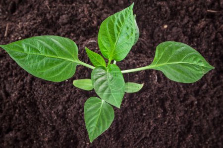 Foto de Plántulas verde planta superficie vista superior texturizado fondo - Imagen libre de derechos