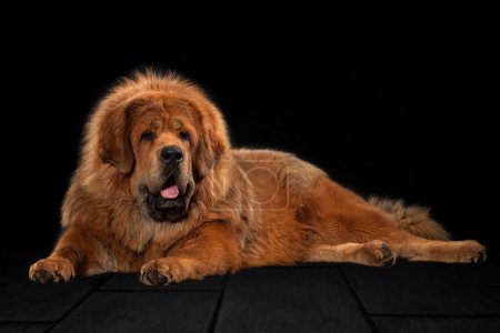 Perro. Mastín tibetano sobre fondo negro
