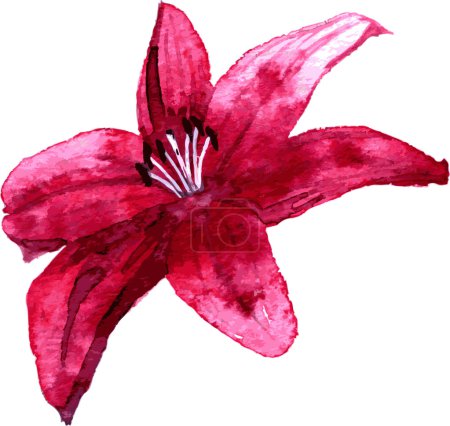 Illustration for Red lily flower drawing by watercolor, hand drawn vector illustration - Royalty Free Image