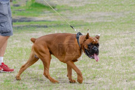 Boxeador con cola acoplada. El perro delante también tiene las orejas cortadas.