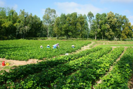 Agricultor asiático, Campo de Pachyrhizus
