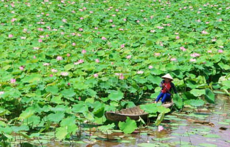 Foto de Hermoso paisaje del pueblo vietnamita, mujer remando el barco de la fila para recoger la flor de loto en el estanque acuático, gran lago de flora acuática en hoja verde, flor rosa hacer escena increíble en el delta del Mekong - Imagen libre de derechos