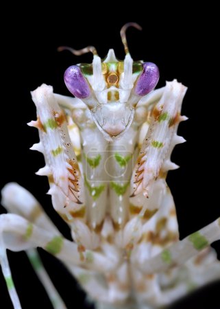 Pseudocreobotra wahlbergii mantis masculina sobre fondo negro
Pseudocreobotra wahlbergii mantis masculina sobre fondo negro