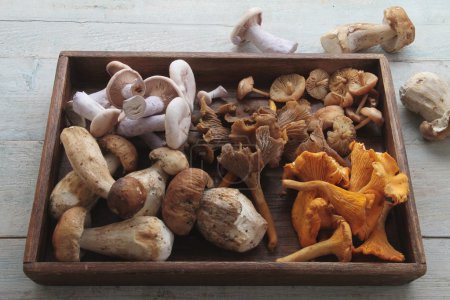 sélection de champignons sauvages
