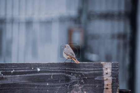 Un pájaro rojizo común posado en una valla de madera