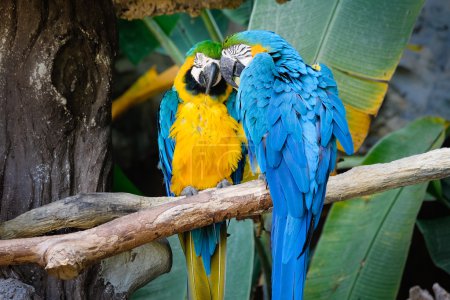 Guacamayo azul y dorado lindo en bosque tropical
