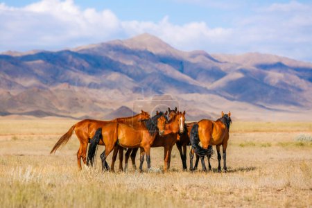 Pferde auf einer Weide inmitten der kasachischen Steppe vor dem Hintergrund der Berge