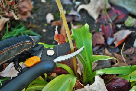 Photo for Gloved hand cutting shrubs using handheld pruning shears - Royalty Free Image