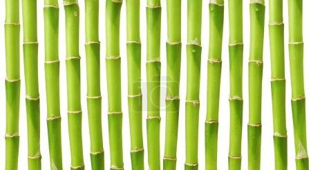 Photo for Green bamboo stems isolated on white background - Royalty Free Image