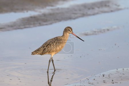 Godwit de mármol (limosa fedoa) 