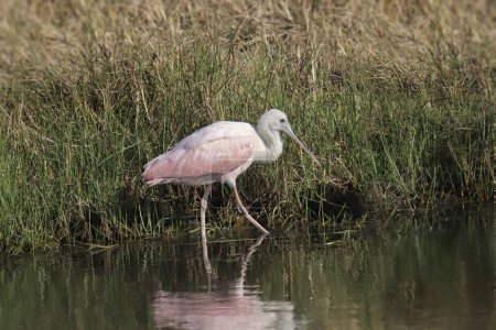 Roseate Spoonbill (platalea ajaja) 