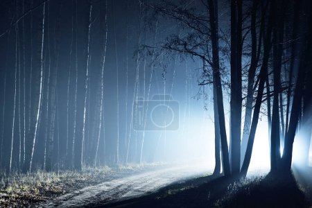 Dark forest scene. Light rays through the silhouettes of the pine and birch trees at night. Sigulda, Latvia