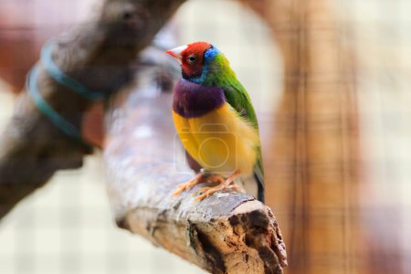 Colorful bird in Arnhem Zoo.