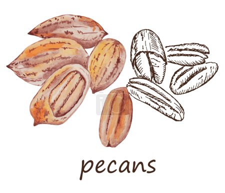 Ilustración de Nueces pecanas. mano dibujo conjunto de bocetos vectoriales - Imagen libre de derechos