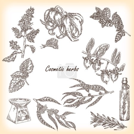 atchouli, jojoba, romero, eucayptus, menta, ylang-ylang. Vecto.
