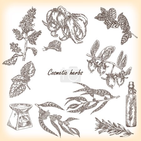 Ilustración de Colección de hierbas cosméticas dibujadas a mano. Planta de pachulí, jojoba, romero, eucayptus, menta y ylang-ylang con flor y frutas vector ilustración - Imagen libre de derechos