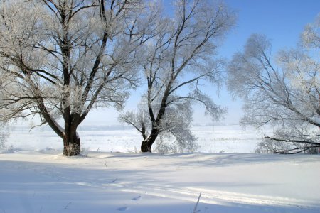 winter landscapes  on a clear day