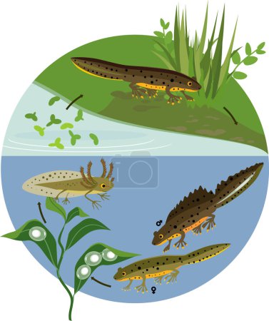 Ilustración de Ciclo de vida de Newt en el estanque. Secuencia de etapas de desarrollo del tritón crestado de huevo a animal adulto en hábitat natural - Imagen libre de derechos