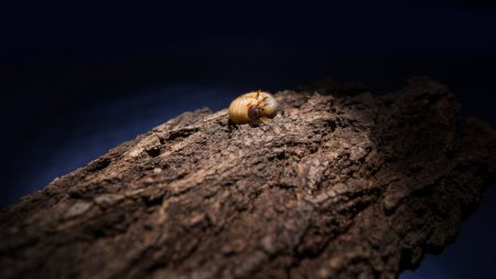 Illuminated maggot on a bark at night