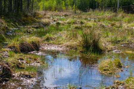 pantano con hierba y árboles en Rusia pantano con hierba y árboles en Rusia