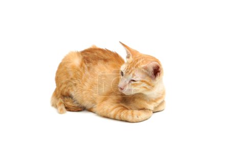 Un gato enfermo aislado
