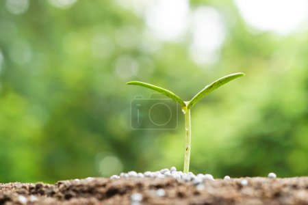 Foto de Plántulas de plantas que crecen en suelo fértil con fertilizante - Imagen libre de derechos