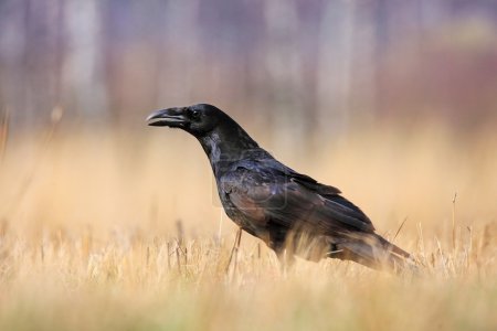 raven in the grass