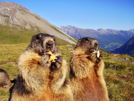 Foto de Primer plano de comer marmota en la naturaleza - Imagen libre de derechos