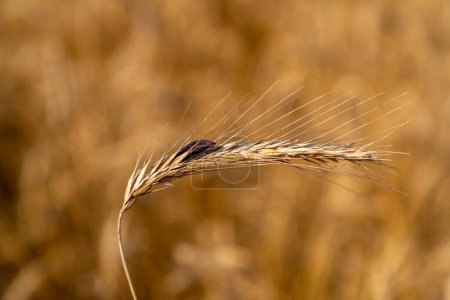 Rye with ergot in the field