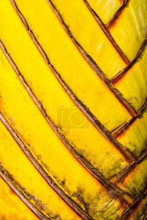 Photo for Details of leaf stalk of traveller palm. - Royalty Free Image