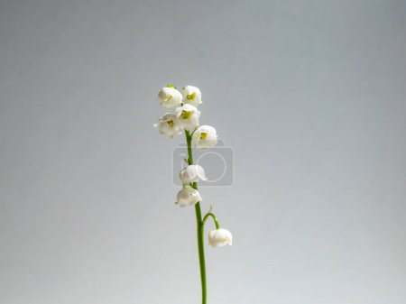 Close-up macro shot of sweetly scented, pendent, bell-shaped white flowers of Lily of the valley (Convallaria majalis) isolated on white background in bright sunlight. Delicate floral background