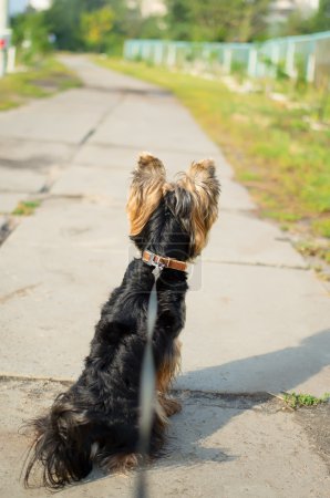 Foto de Perro Yorkshire terrier con correa. Perro con una correa sentado y mirando hacia la calle. Pequeño perro caminando por la calle con una correa larga atada al collar
. - Imagen libre de derechos