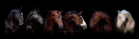 Téléchargez les photos : Portrait de groupe de chevaux à fond noir pour bannière - en image libre de droit