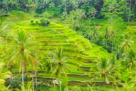 Hermosa terraza verde arrozales en Bali, Indonesia
Hermosa terraza verde arrozales en Bali, Indonesia