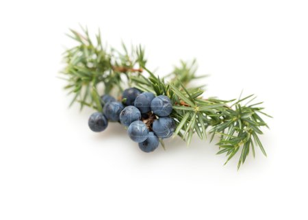 Juniper Berries