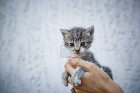 Téléchargez les photos : Adorable petit chaton dans les mains sur fond blanc. Mains féminines tenant chaton blanc et gris mignon. Amie à fourrure dans une nouvelle maison, concept d'adoption - en image libre de droit