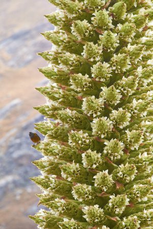 Finch feeding on Puya Raimondii plant