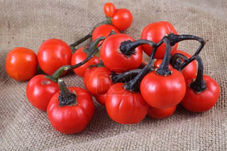 Berenjena etíope (berenjena africana, Solanum aethiopicum, el tomate amargo, nakati) en el ensacado Berenjena etíope (berenjena africana, Solanum aethiopicum, el tomate amargo, nakati) en el ensacado