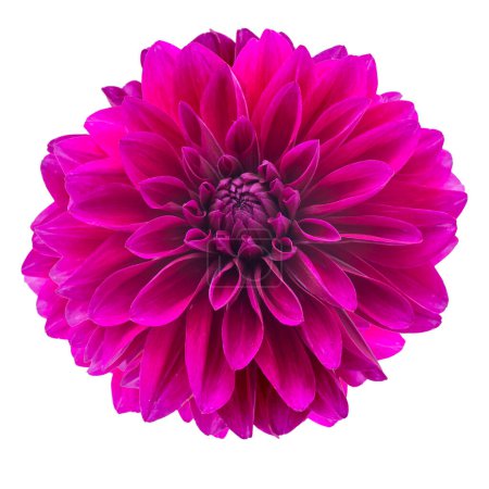 Photo for Purple autumn dahlias on white background. Copy space. Isolated on white - Royalty Free Image