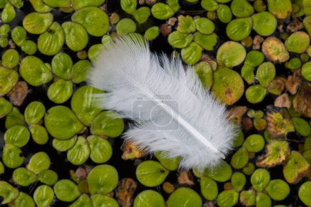 Photo for White feathers floating on calm water nature background - Royalty Free Image